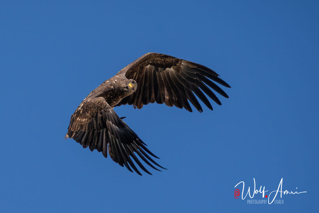 Photograph of an eagle in flight with raised ISO