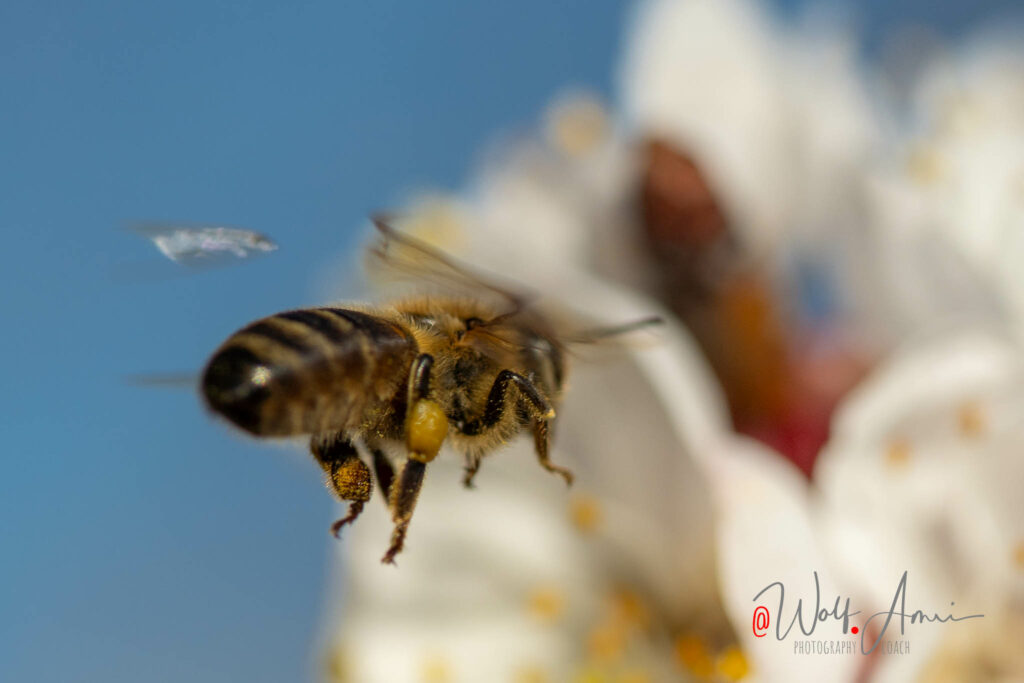 electronic shutter - distortion of fast moving subjects