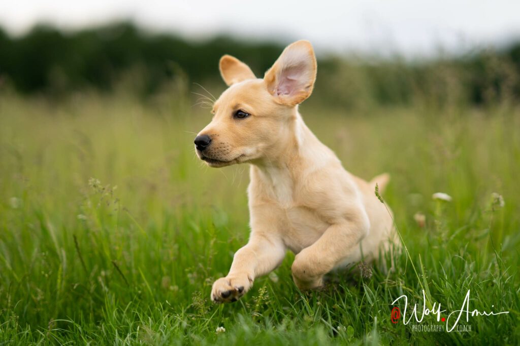 dog puppy fast shutter speed