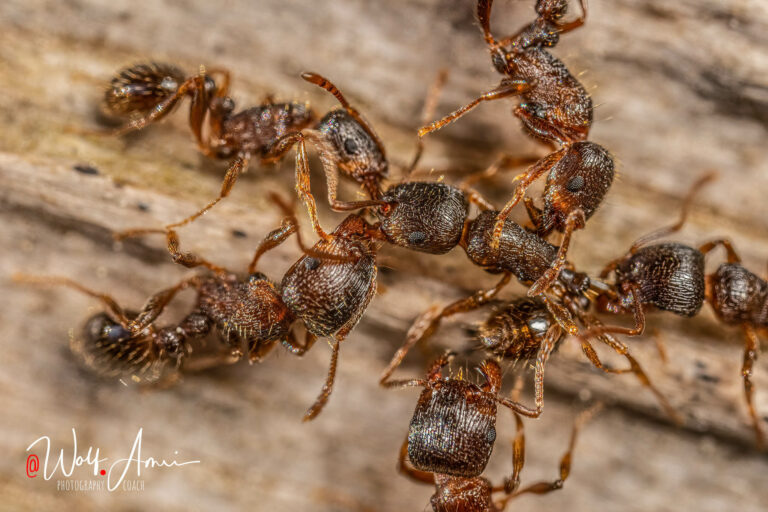 shutter speed for macro photography ants
