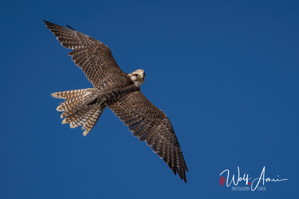 freezing motion in bird photography