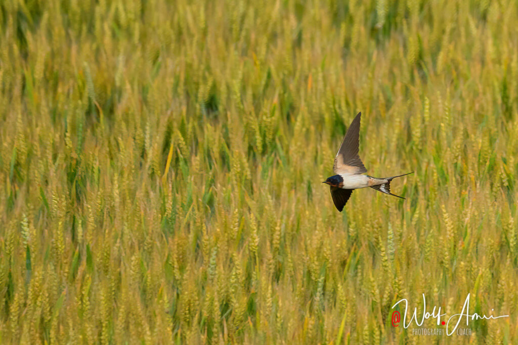 swallow in flight